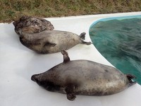 手前がモモ、奥がシン。どちらも冬支度は万全！（画像提供：おたる水族館）