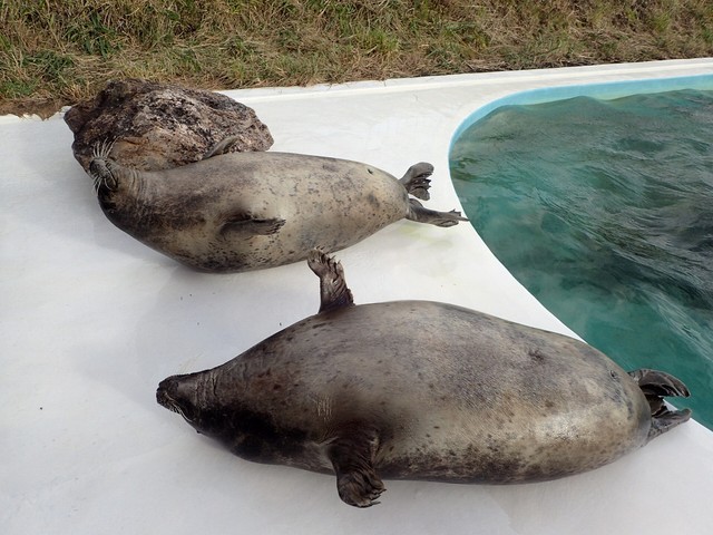 手前がモモ、奥がシン。どちらも冬支度は万全！（画像提供：おたる水族館）