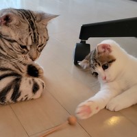 ちょいちょいって仕草がかわいい＝わらよも！アメショわらび&スコよもぎ(Warabi & Yomogi)さん（@WarabiSuperCat）提供
