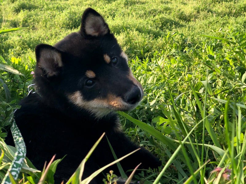 １歳ごろからお散歩量も落ち着いたそう。「お母さん、そろそろ帰ろうよ」（お母さん提供）
