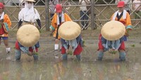香川・綾川町で行われた「主基斎田お田植まつり」