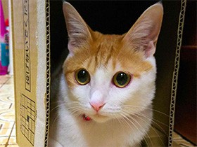 幸せに暮らす保護猫の写真コンテスト　10組が入賞