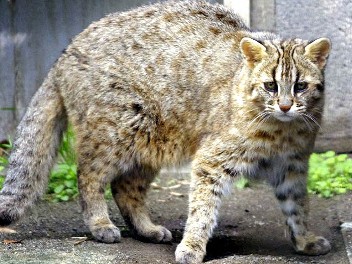 ツシマヤマネコ来園から１０年、愛されて人気者　「ヤマネコ祭」