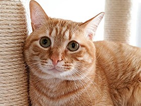 ぶりっ子するときは、ツヤツヤ声で鳴くよ　茶トラ「けいすけ」