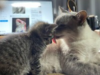 たぬくん、まるで”母猫”みたい！（ねこといっしょさん提供）