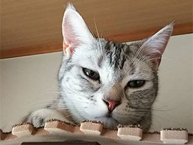 365分の１日に運命を感じた　アメリカンショートヘア「のの」