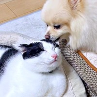 寝ているハルさんの毛づくろいをするアポさん（画像提供：APO（ポメラニアン）さん）