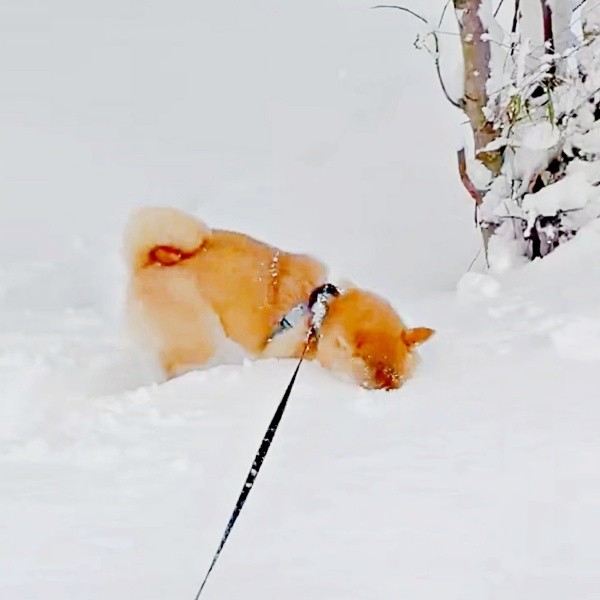 時折、顔をズボッと雪に埋めてニオイを確認するムギちゃん（画像提供：柴犬ムギさん）