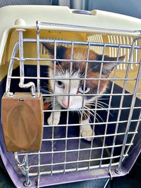 自らキャリーケースに入ったりぶちゃん（画像提供：べじたりあん。さん）