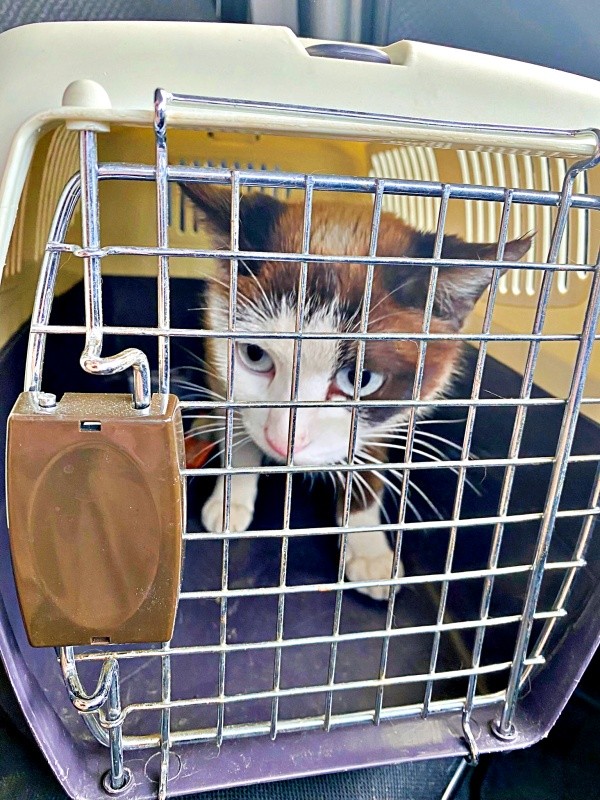 自らキャリーケースに入ったりぶちゃん（画像提供：べじたりあん。さん）