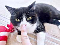 飼い主さんの指と鼻チューするたろうくん（画像提供：たろうさん）