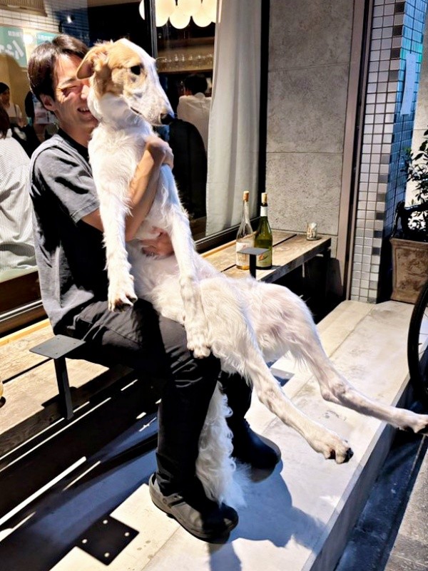 飼い主さんの膝上にちょこん！ 抱っこされるボルゾイのラムくん（画像提供：ベル ラム ボルゾイさん）