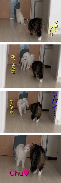 めるちょとまおまおさん（@meltube_cat）のTwitterより