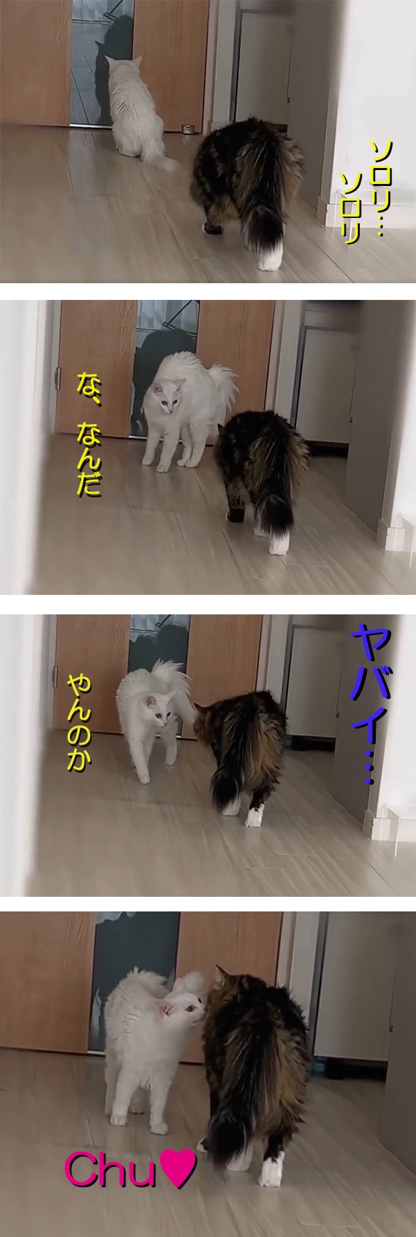 めるちょとまおまおさん（@meltube_cat）のTwitterより