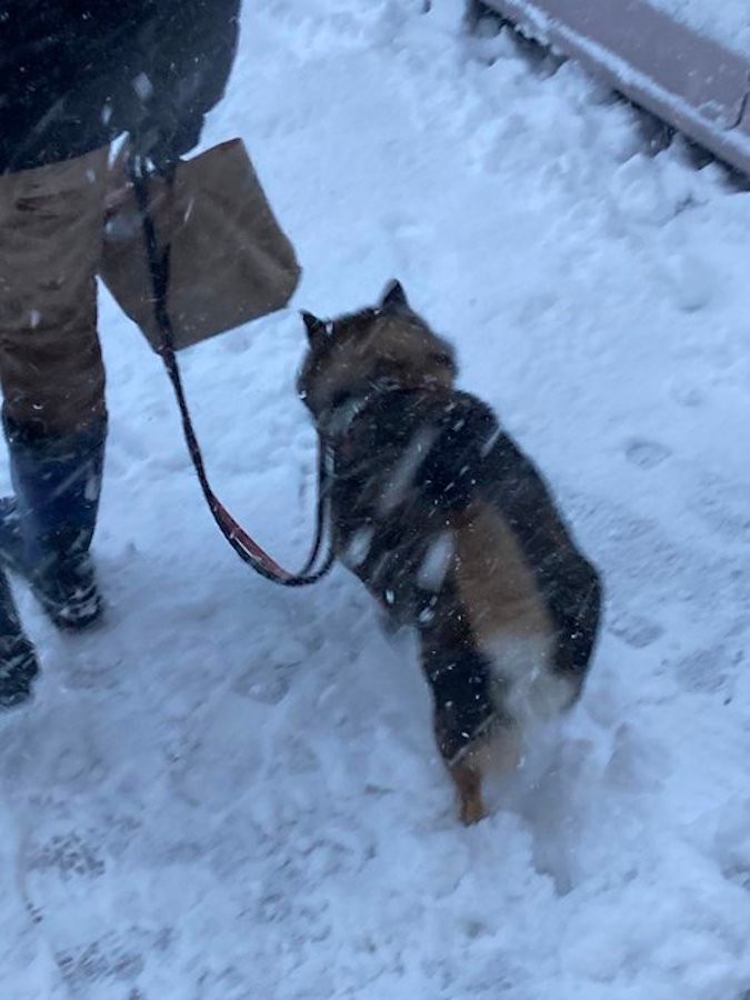 雪散歩から「5分で引き返した犬」 最強寒波に負けた犬さんの「虚無顔」にアテレコ殺到「いや無理だわこれ」｜まいどなニュース