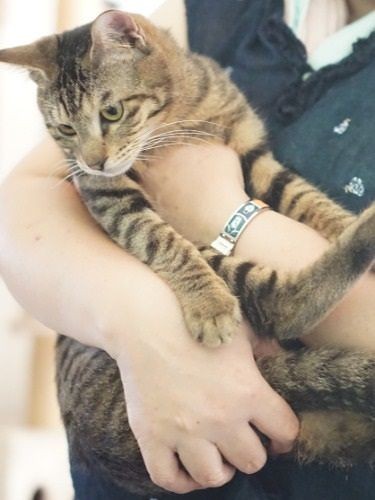 勝美さんが保護した子猫、通称だいちゃん。きょうだいのちいちゃんと共に家族が見つかりました。「今までに１０数匹、預かりをしてきました」