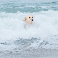 「多頭飼いの現実」は厳しい…。「水」を見れば入らずにいられないゴールデンレトリーバーのぼんくんはこの日も「海」にドボン！（画像提供：たびぼんボダ＆ゴルさん）