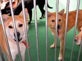 犬や猫は家族！　殺処分ゼロめざす条例案を可決　茨城県議会