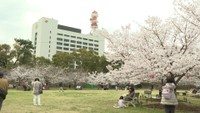 サクラの開花から最初の週末 玉藻公園では花見を楽しむ人たちでにぎわう　高松市