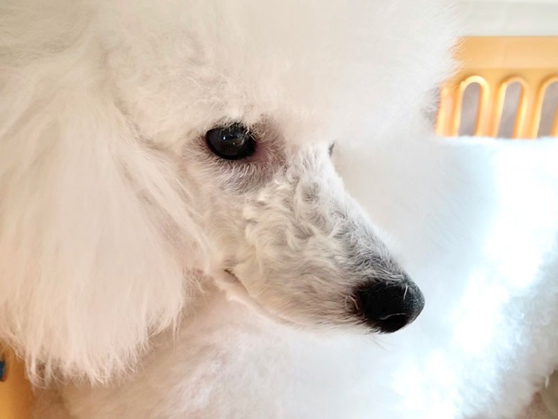 すっかり落ち着いたオトナの顔に（飼い主さん提供）