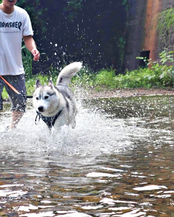 川遊びを楽しむ珀くん（画像提供：ハスキーの珀くん）