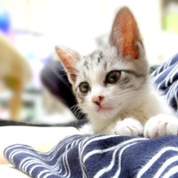 子猫時代、飼い主さんの腕枕でまったりするミーコさん（画像提供：今日のミーコさん）