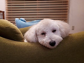 長旅は疲れたけれど、思い出いっぱいのトイプー「ふわちゃん」