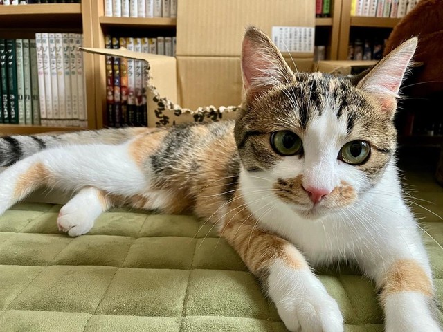 大きな目が可愛い＝mozuku_1020さん提供