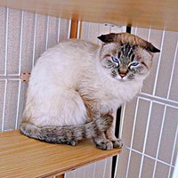 保護後、人間に慣れていなかったふぅさん（画像提供：北田千尋さん）