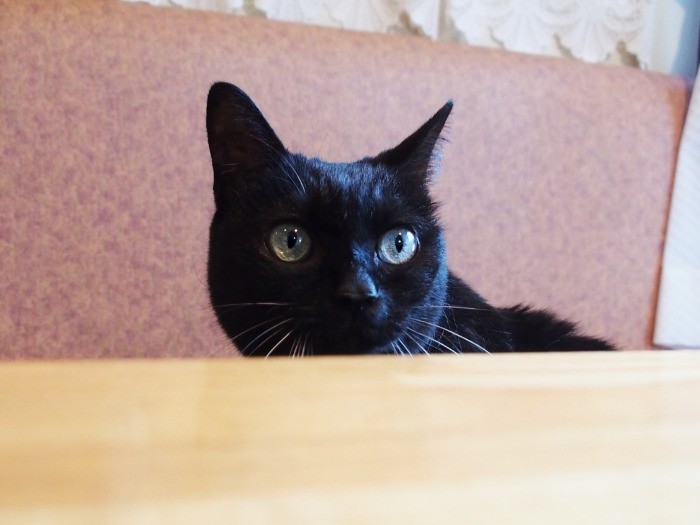 食事が運ばれてくるまで、向かいの席でご相席