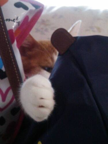 「もう爪切りなんて、怖くないもんね（うれしくもないけど）」の梵天丸。機嫌がいいと、クリームパンのような手を「ググッ」と握るので、我が家でも「グッ玉」「白玉」と呼んでいます