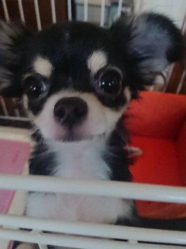 家にきたころの「そらまめ」