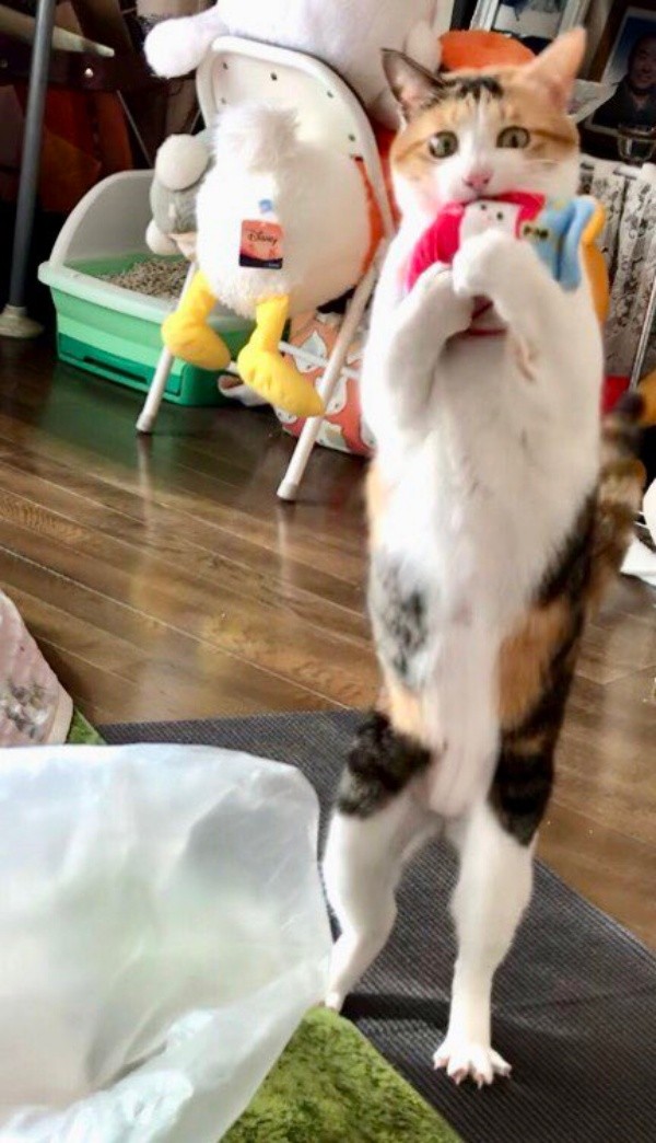 お気に入りのおもちゃに大興奮！ 二足立ちになったサラちゃん（画像提供：にゃさん）