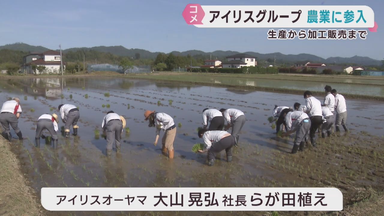 アイリスグループが農業に参入　米の生産から販売まで　安定供給を目指す