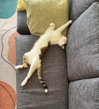 ソファーの上で家猫ちゃんを体現するおかかちゃん【提供：ノビター（5匹家族）さん】