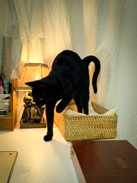 夜更かしにお付き合いするヤマトさん（画像提供：yamato houseさん）