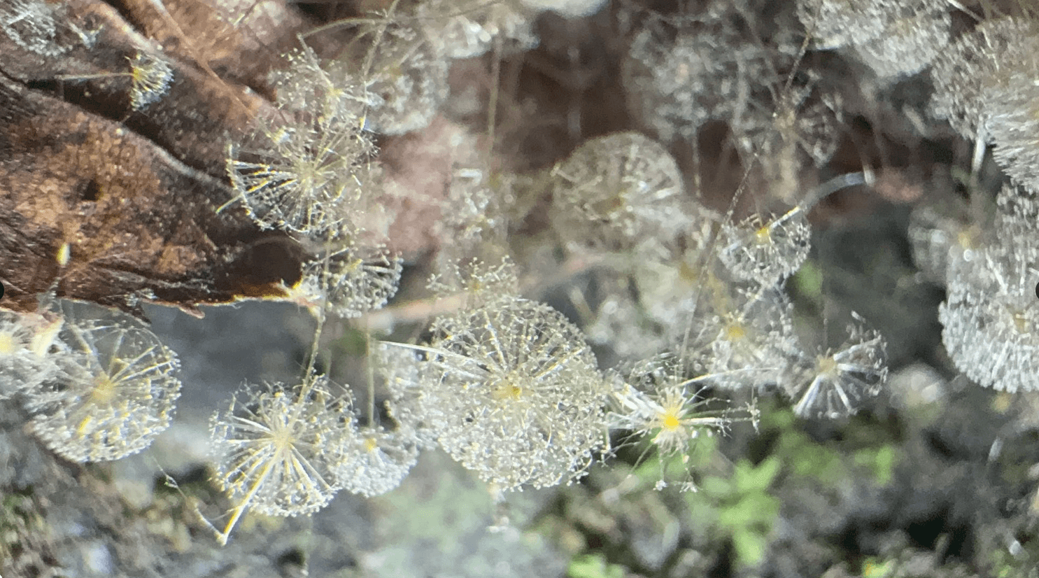 拡大すると、ひとつひとつが小さな花火やタンポポの綿毛のよう。（画像提供：猫ひさしさん）