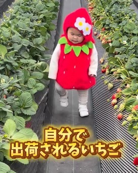 いちご畑をテクテク歩く…いちごちゃん！（提供：＠can_twins_さん）
