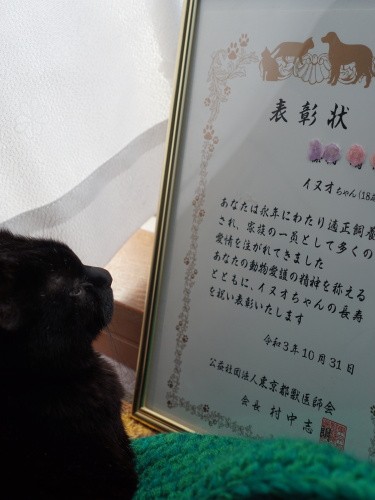 まじまじと表彰状を見るイヌオちゃん「糖尿病、腎臓病、関節痛、いろいろあるけどがんばってるもんね」