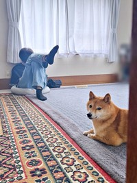 「ぼくのクッションだよ？」 目でアピールするケンタくん（画像提供：ケンタさん）