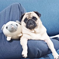 お兄ちゃん大好き！ 足の間におさまってくつろぐぽんずちゃん（画像提供：パグのぽんずさん）