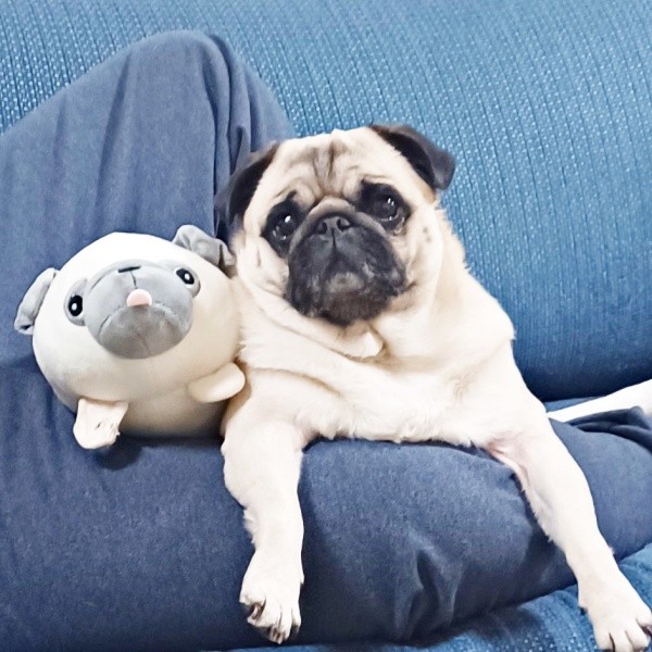 お兄ちゃん大好き！ 足の間におさまってくつろぐぽんずちゃん（画像提供：パグのぽんずさん）