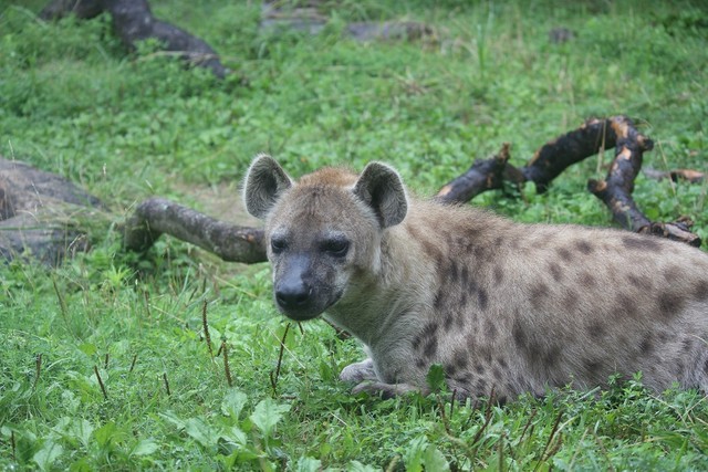 普段は冷静な強き母というブチハイエナのエナ（提供：高知県立のいち動物公園）