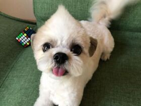 モヒカンにしてきたよ　ご褒美待ちのチワシー「シェリ」