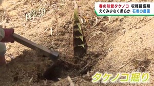 タケノコの収穫が最盛期　タケノコ掘り体験も　宮城・石巻市