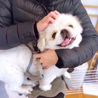 笑顔がキュートなぷんちくん（画像提供：ペキパグのぷんちさん）