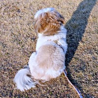 丸みを帯びたフォルムが猫のようと話題になったズシくん（画像提供：シーズーのズシさん）