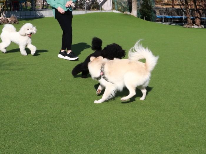 ドッグランで犬たちと戯れる大吉