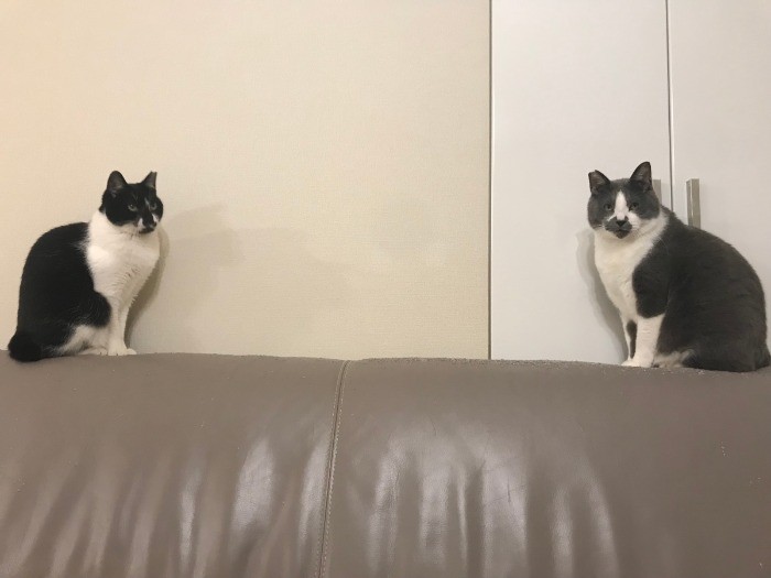 人気猫 くまお の意外な一面 犬 猫との幸せな暮らしのためのペット情報サイト Sippo