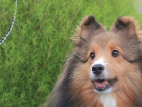 お散歩中にコキアと　気づかいのできるシェットランドシープドッグ「イヴ」